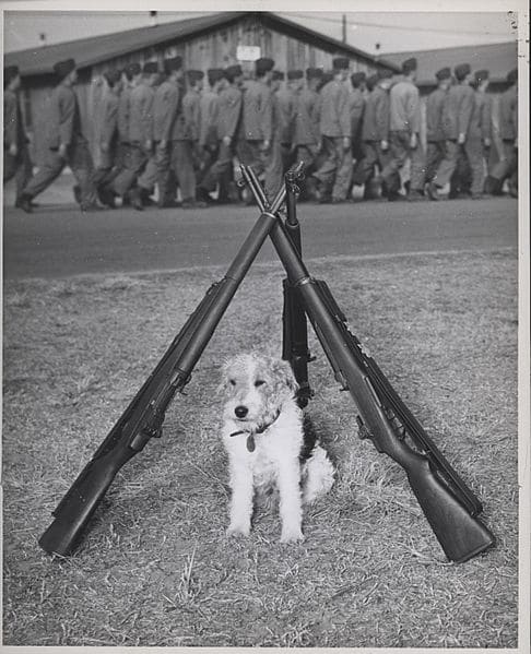 Noble Terrier Guardián y Protector del Cuerpo de Marines de EEUU