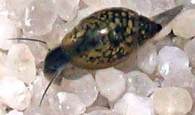 The tadpole or pond snail is the most common invader.