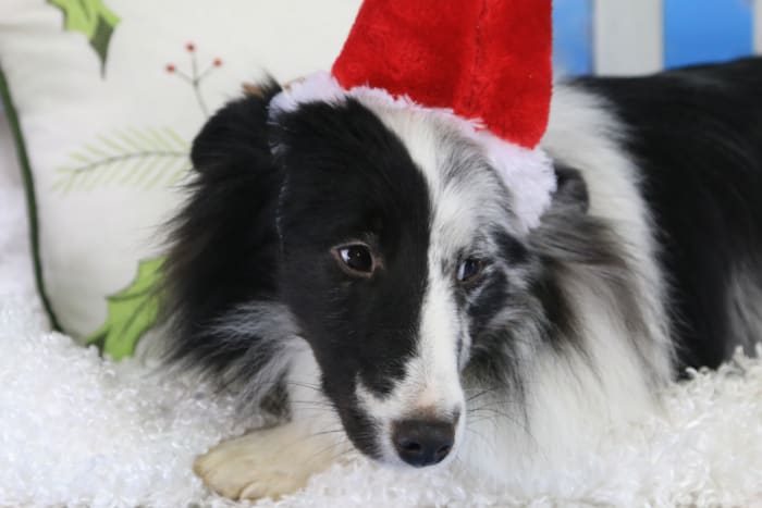 It's pretty obvious the author's Sheltie is none to pleased to be forced to wear a Santa hat. Dog's emotions are sometimes easy to read, but sometimes they are very subtle.