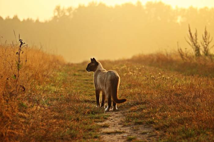 Some cats have a slender build. Though noticing a drop in weight is often a sign of a parasite infection.