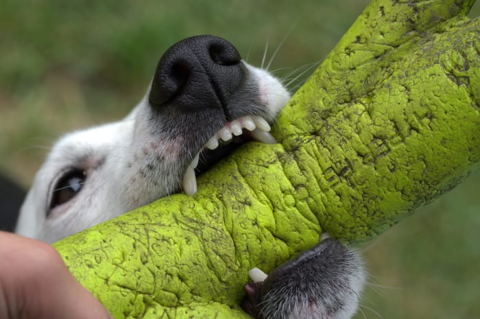 It is very important to disinfect or possibly dispose of items your dog came into contact with while infected with parvovirus.