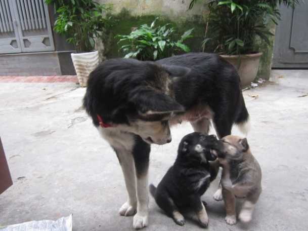 Indochina dingos were once used as boar-hunting aids by locals in the mountains of Vietnam.