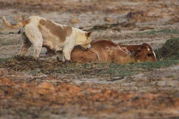 Srilankan yala dogshave been observed living and interacting with golden jackals inside Yala National Park.