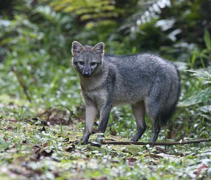 Aside from living in the wild and hunting for their food, Amazon short-eared dogs behave very similarly to domestic dogs.