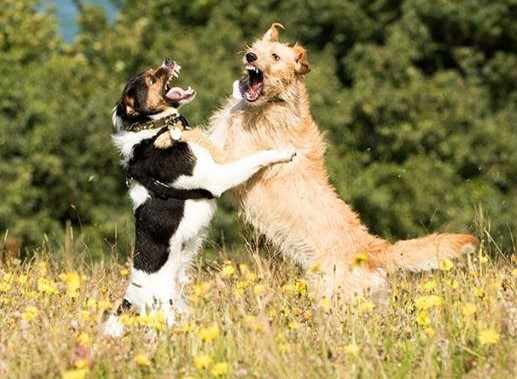 Sometimes play can look aggressive, but in this case its perfectly harmless. These dogs are practicing fighting techniques through their play.