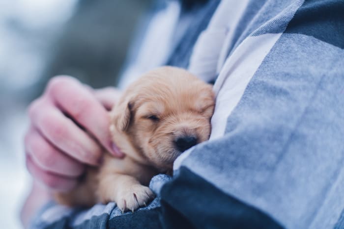 Runts have long gotten a bad rap, but with a little TLC, they can thrive just as well any other puppy.