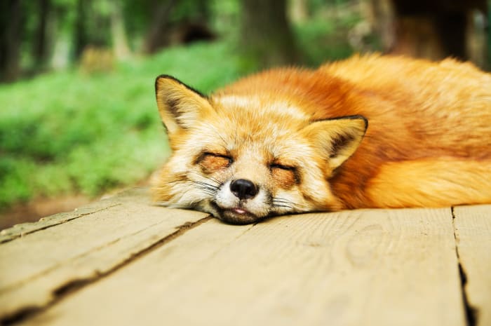 Though they may be amazingly cute, owning a pet fox can function similar to a full-time job and should not be taken lightly.