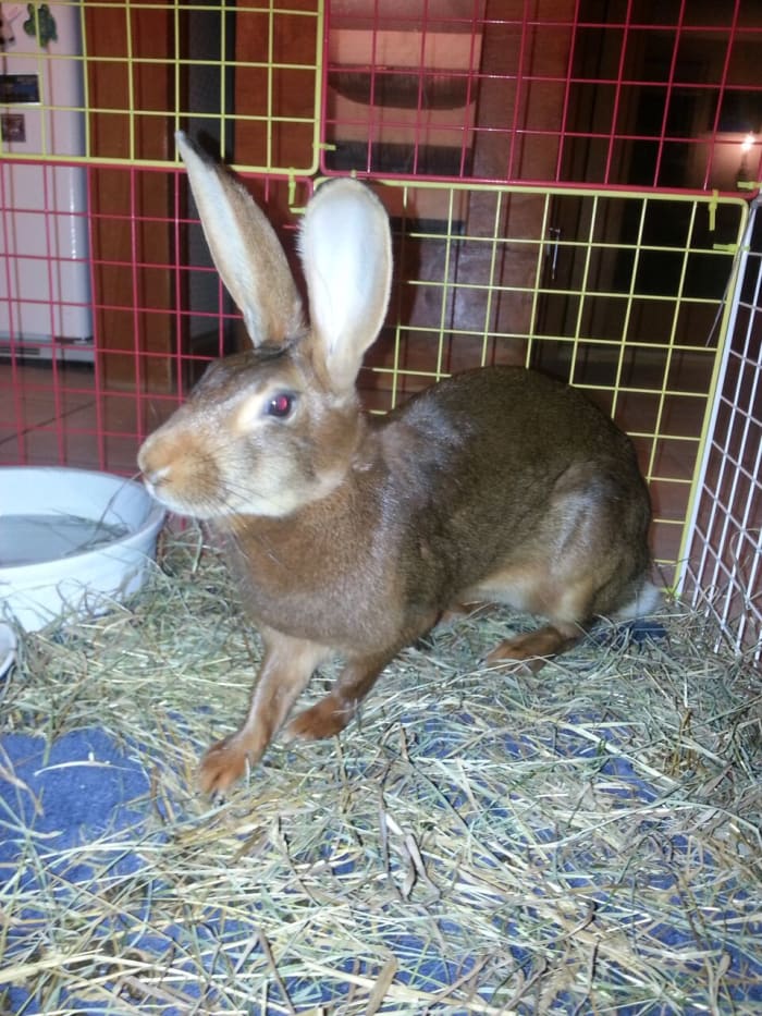 belgian-hares-the-race-horse-of-rabbits