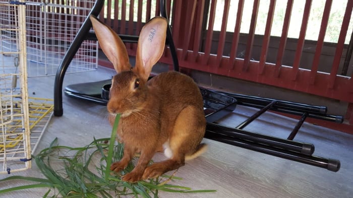 belgian-hares-the-race-horse-of-rabbits