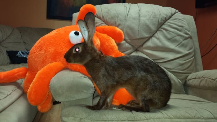 belgian-hares-the-race-horse-of-rabbits