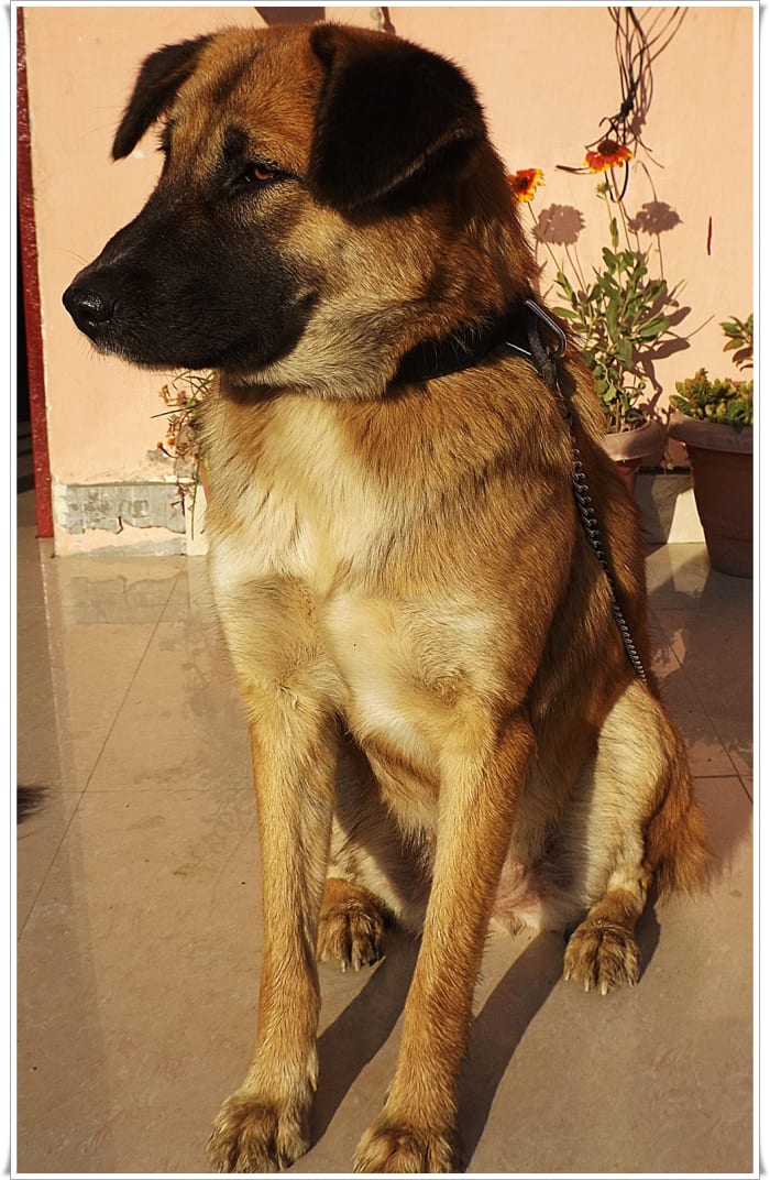 Perci is now 1 year old. Here her legs are muddy after a morning walk in the hilly meadows of Koteshwar.