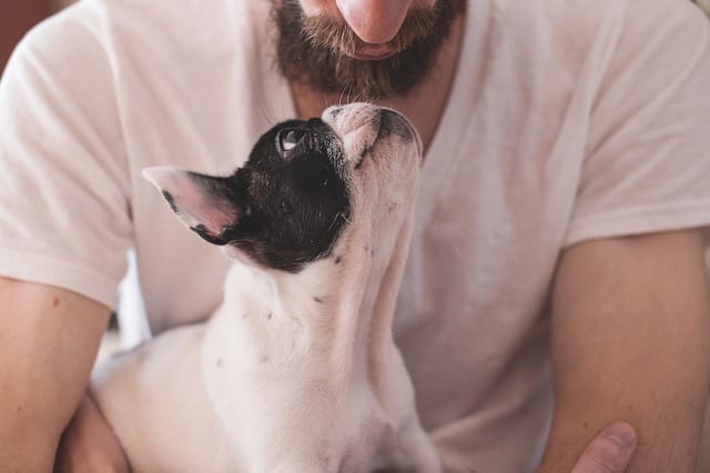 Deaf dogs rely a lot of their vision so make sure to train them to look often!