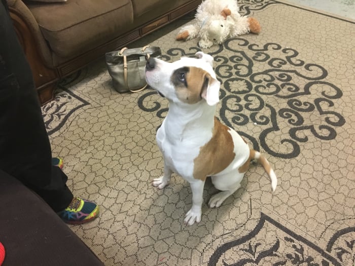 The Real Life Room with comfy rugs, couches, and pillows is just one of the projects that Friends of Manatee County Animal Services has been able to provide.