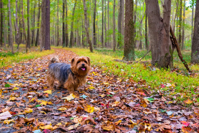 The Yorkshire Terrier does not need as much exercise as bigger dog breeds. This can make them an attractive pet for busy owners!