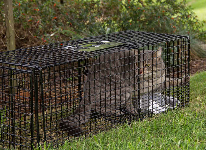 These traps catch the animal without harming them. Be sure to check often so the animal doesn't fall prey to other animals in the area.