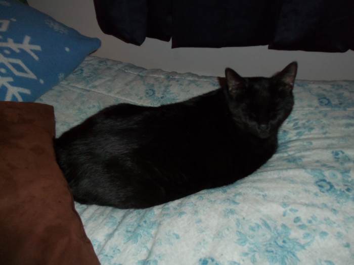 This is Cocoa. His mother was taken in by a neighbor. She gave the neighbor seven kittens. But isn't he a beauty?