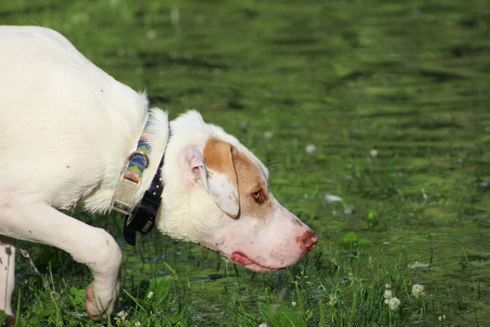 Use a Vibration Collar