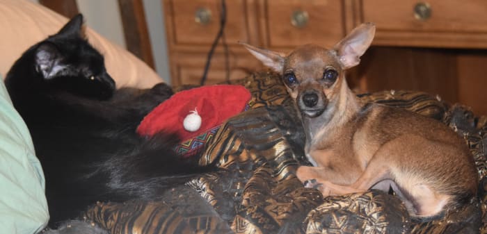 Emma adores other animals, particularly cats. She easily joined our pack and often acts and plays with my cats as if she thinks she is a cat, too!