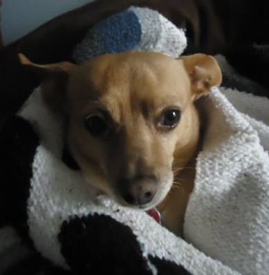 Chewy refused to get out of bed when it was cold. His first introduction to snow was a shock and he had to be carried outside to potty. He spent three days hiding in bed.
