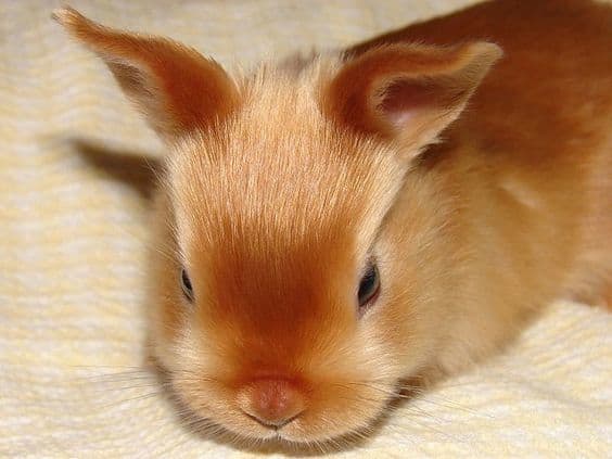 15 Of The Best Pet Rabbit Breeds - PetHelpful - By Fellow Animal Lovers ...