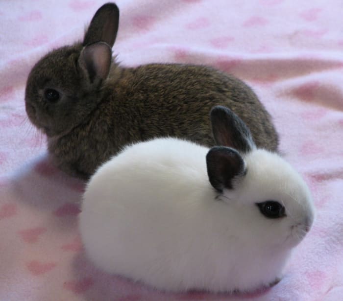 15 of the Best Pet Rabbit Breeds PetHelpful By fellow animal lovers