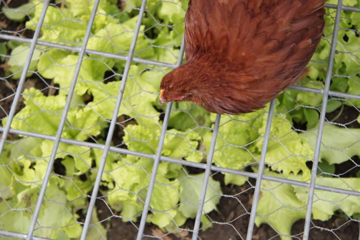 A covered chicken garden with greens they can browse on is one way to mitigate boredom in a flock.