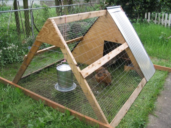 A small chicken tractor allows chickens to forage on a fresh patch of ground each day, but does not fulfill enrichment needs