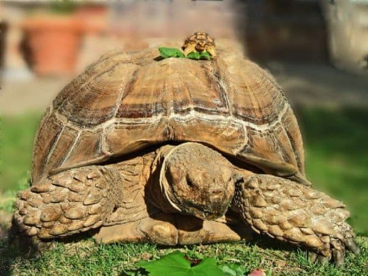 How to Care for Your Sulcata Tortoise - PetHelpful