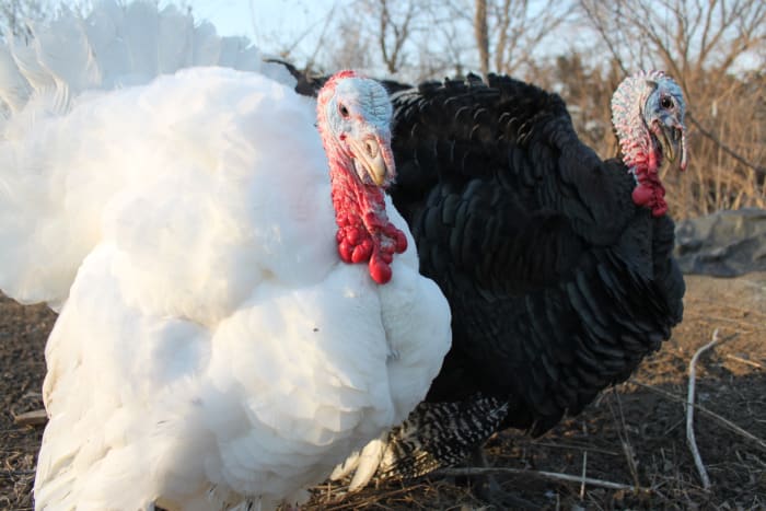 Fact: Turkeys will not drown in the rain, but are happy to drown in your adoration of their mad dancing skills.