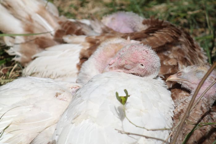 Fun Fact: Turkeys require sunlight to recharge the solar-powered batteries in their cuteness generators.