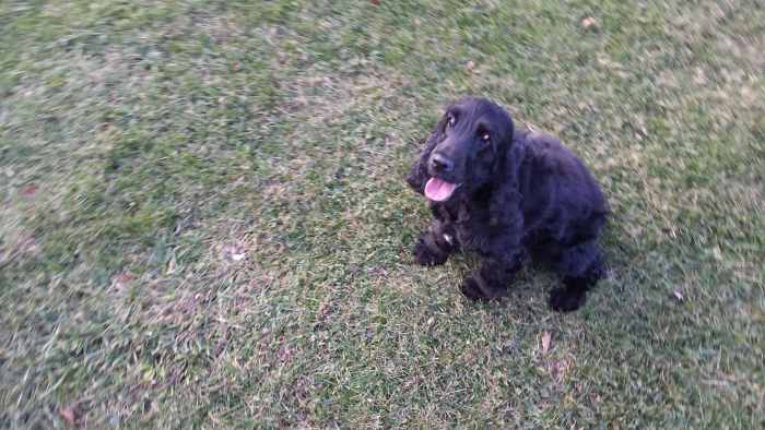 Luna looking forward to some good play time at the dog park. Our practices have helped out tremendously with Luna's breath issues.