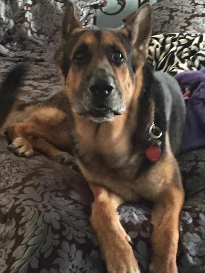 Dedicated to Konig: The dog that continues to provide me with hope for all dogs at MCAS.