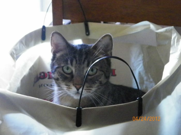 "What? Why can't I sleep here?" Cats are definitely not safe in a bag, but they love to climb into them.