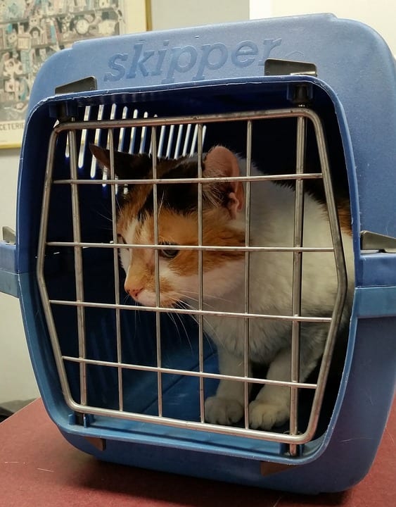 A pet carrier is best when taking a smaller animal to the vet or on other excursions. This keeps them safe and avoids the possibility that they might escape.