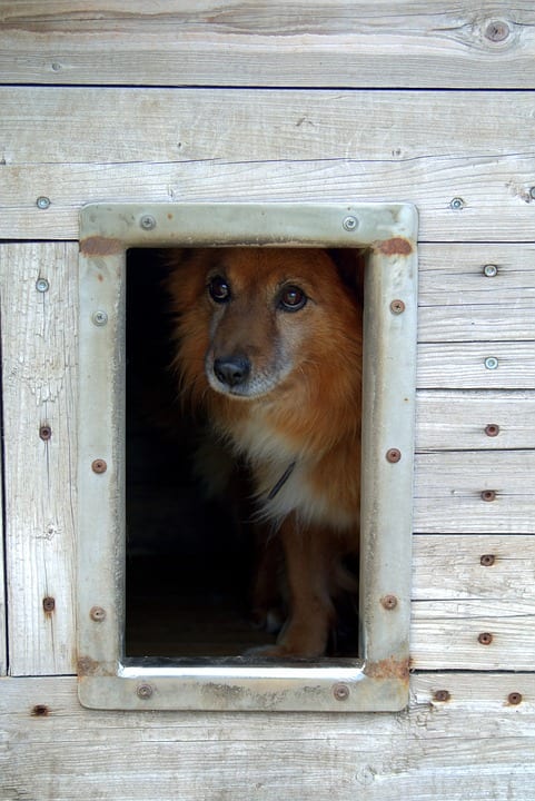 A safe shelter will keep your pet dry and warm. Add hay to make it even more cozy.
