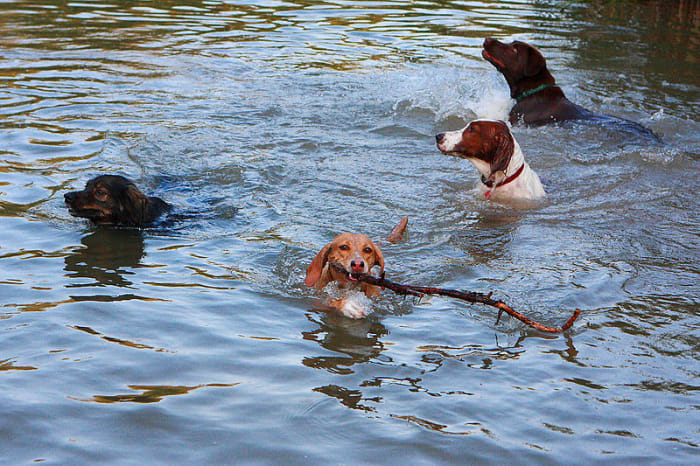 Social dogs who love being in water will love a lakeside camp.