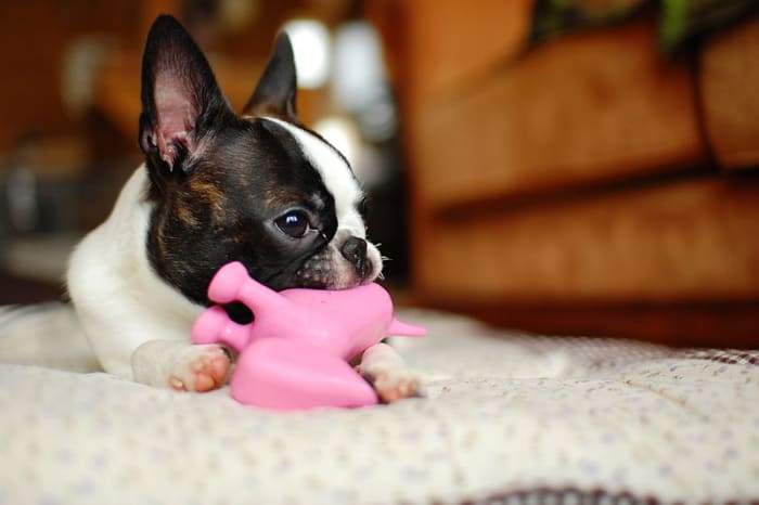 Bringing along a few of your dog's familiar toys will make her more comfortable in the dog hotel or dog camp you choose