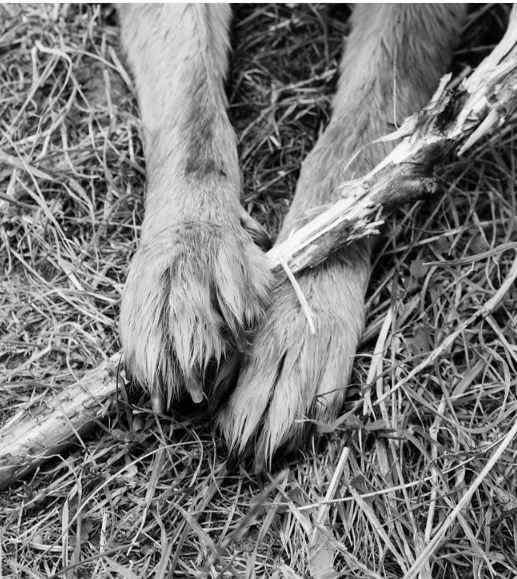 How Can I Stop My Dog From Pawing at Me? PetHelpful By fellow