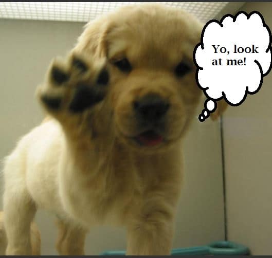 How Can I Stop My Dog From Pawing at Me? PetHelpful By fellow