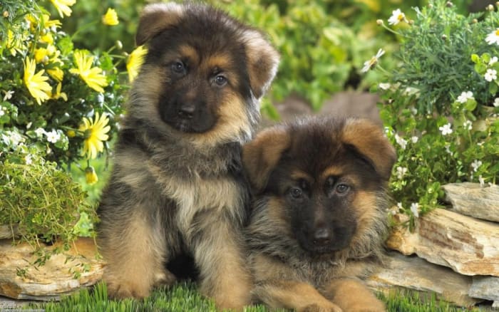 Duitse Herder pups