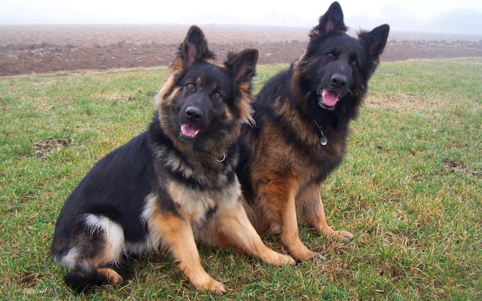 german-shepherds-are-banned-or-restricted-in-10-countries