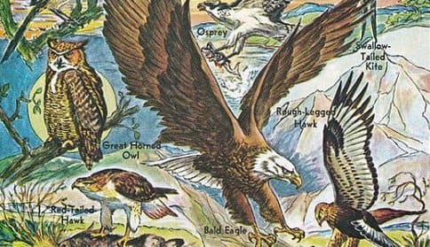 Hawks, eagles, and owls may prey on chickens, but some species are more avid chicken hunters than others.