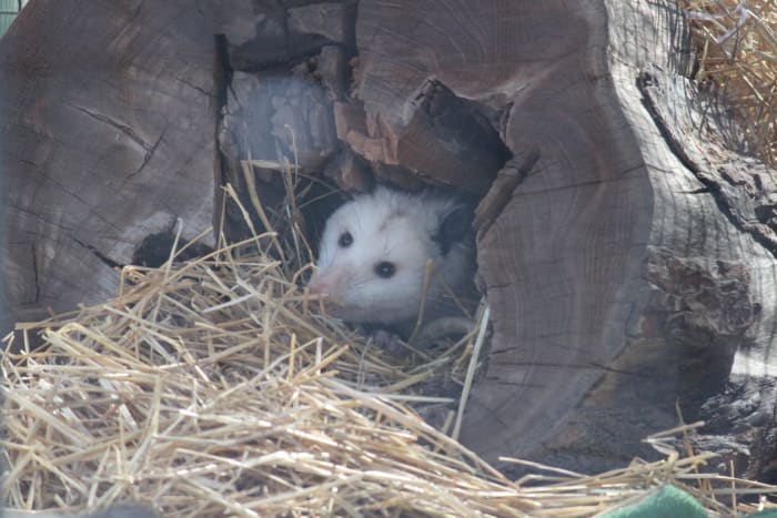 Opossums are often blamed for the misdeeds of other species, but in most cases are lethargic predators at worst.