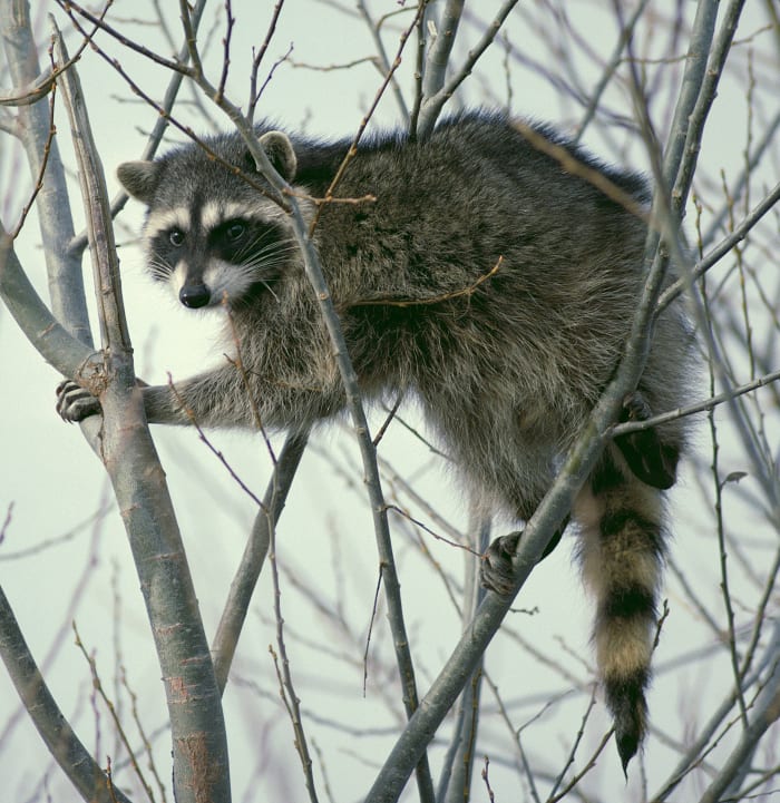 Raccoons are clever predators that may prove difficult to keep out of your coop and run.