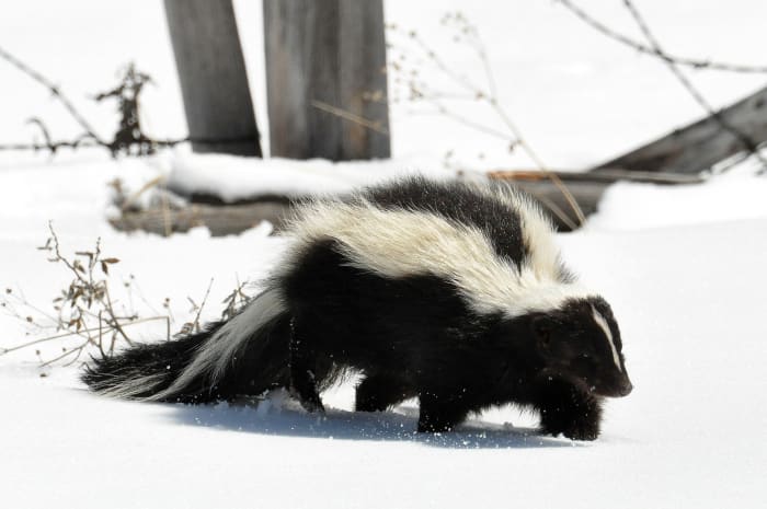 Striped skunks are common in the USA, but rarely predate on adult chickens.