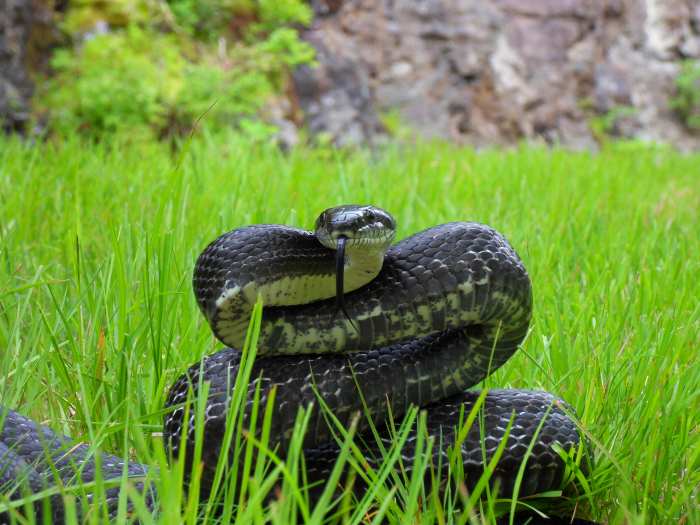 Although they may eat eggs or chicks, and may threaten adult chickens, overall most snake are beneficial and should be left in peace if possible.