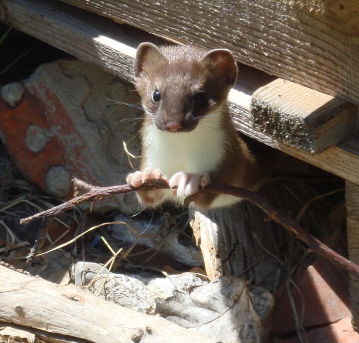 A least weasel, one of many weasel species you may encounter in North America.