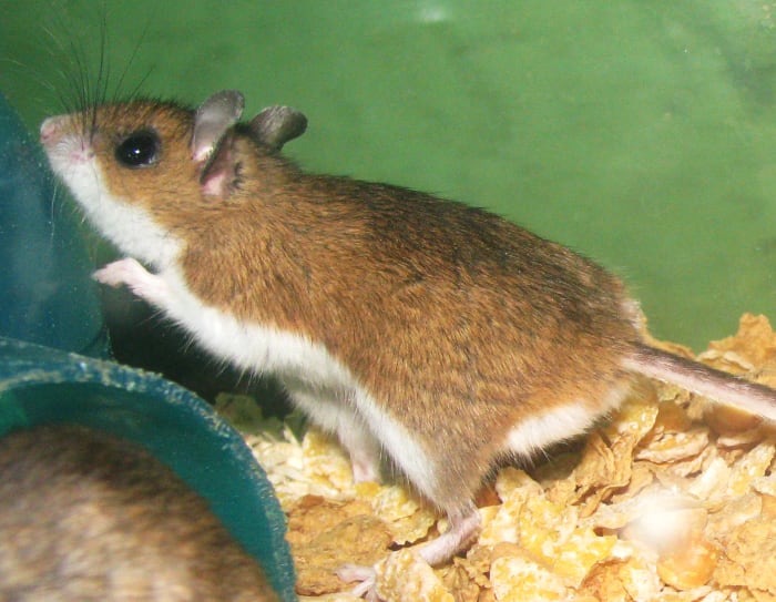 Mice and rats can eat eggs, spread disease, and injure chickens by gnawing on them.