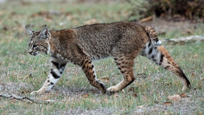 Bobcats are a large feline species native the USA, and occasional chicken predator