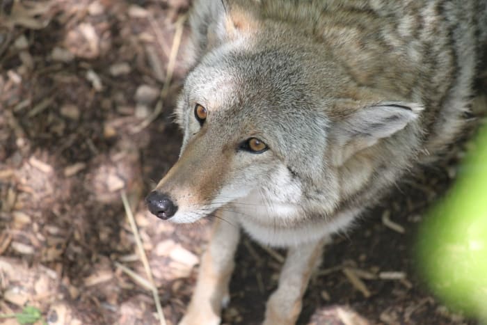 Coyotes usually avoid human confrontation, but can be difficult predators to address.